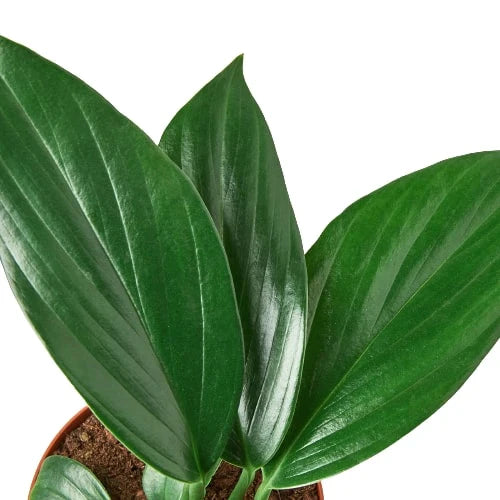 Philodendron 'Dragon Tail' - Holiday Corner