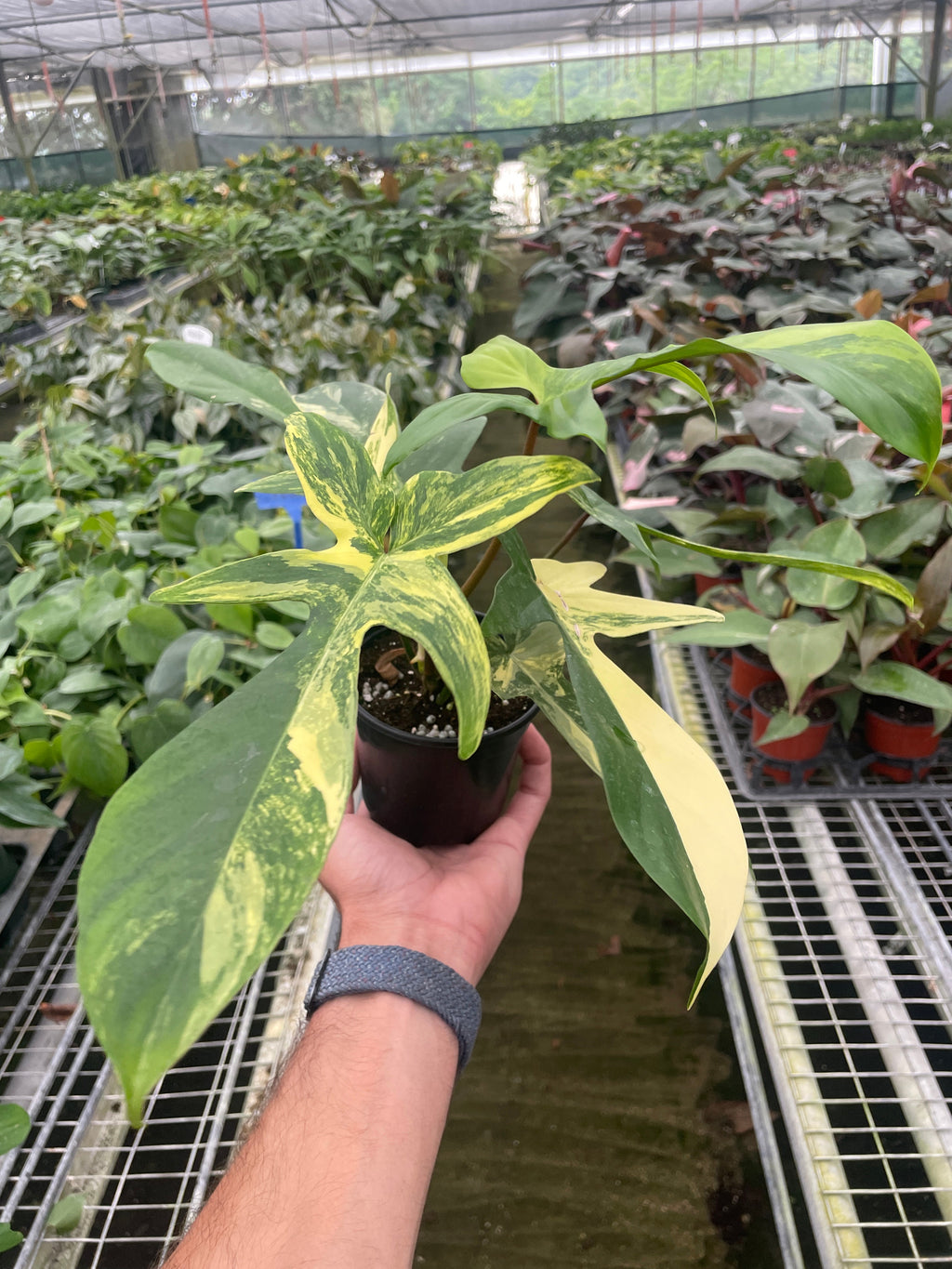 Philodendron Florida Beauty Variegated - Holiday Corner