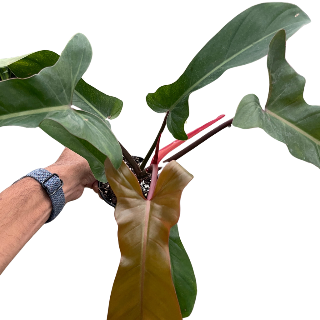 Philodendron 'Florida Bronze' - Holiday Corner