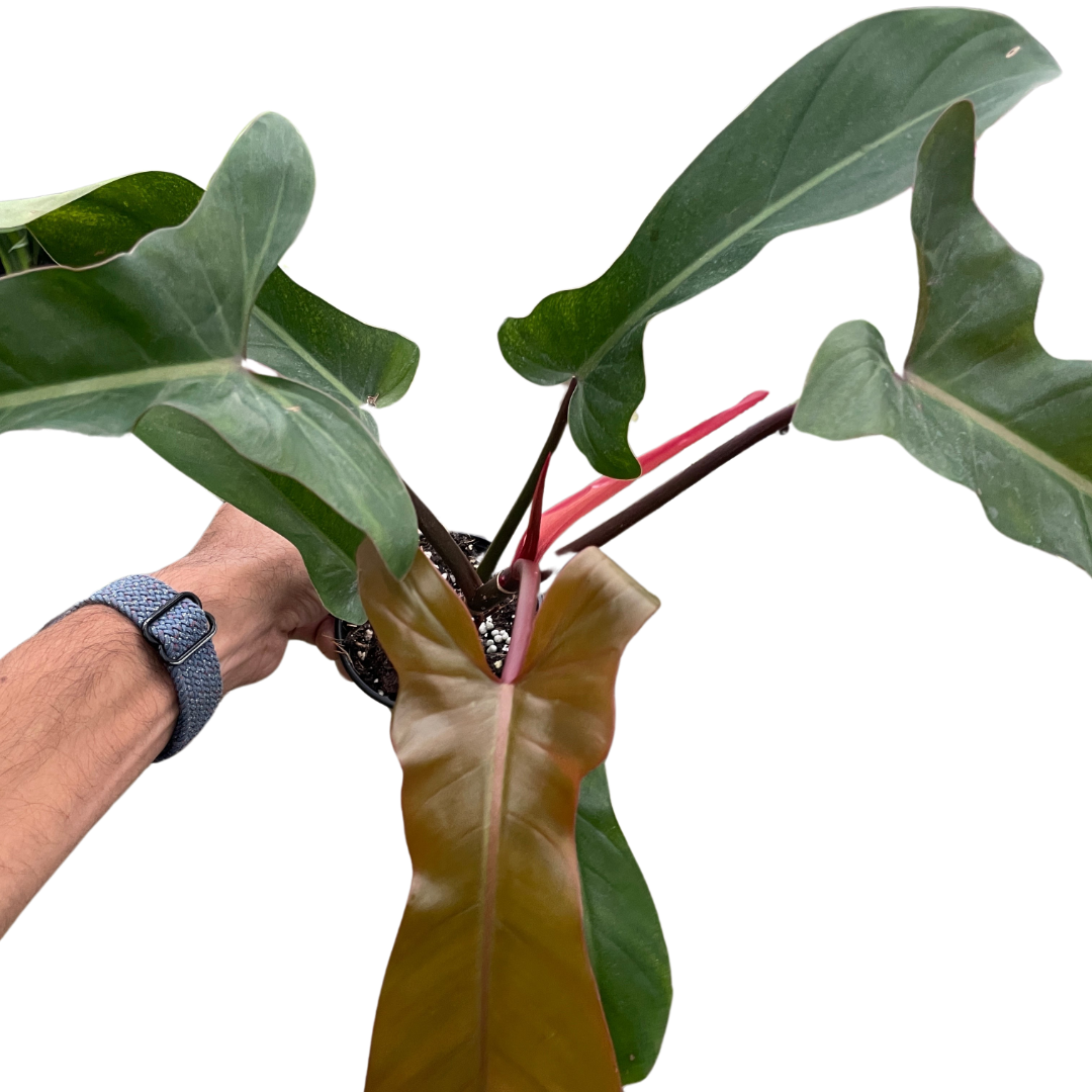 Philodendron 'Florida Bronze' - Holiday Corner