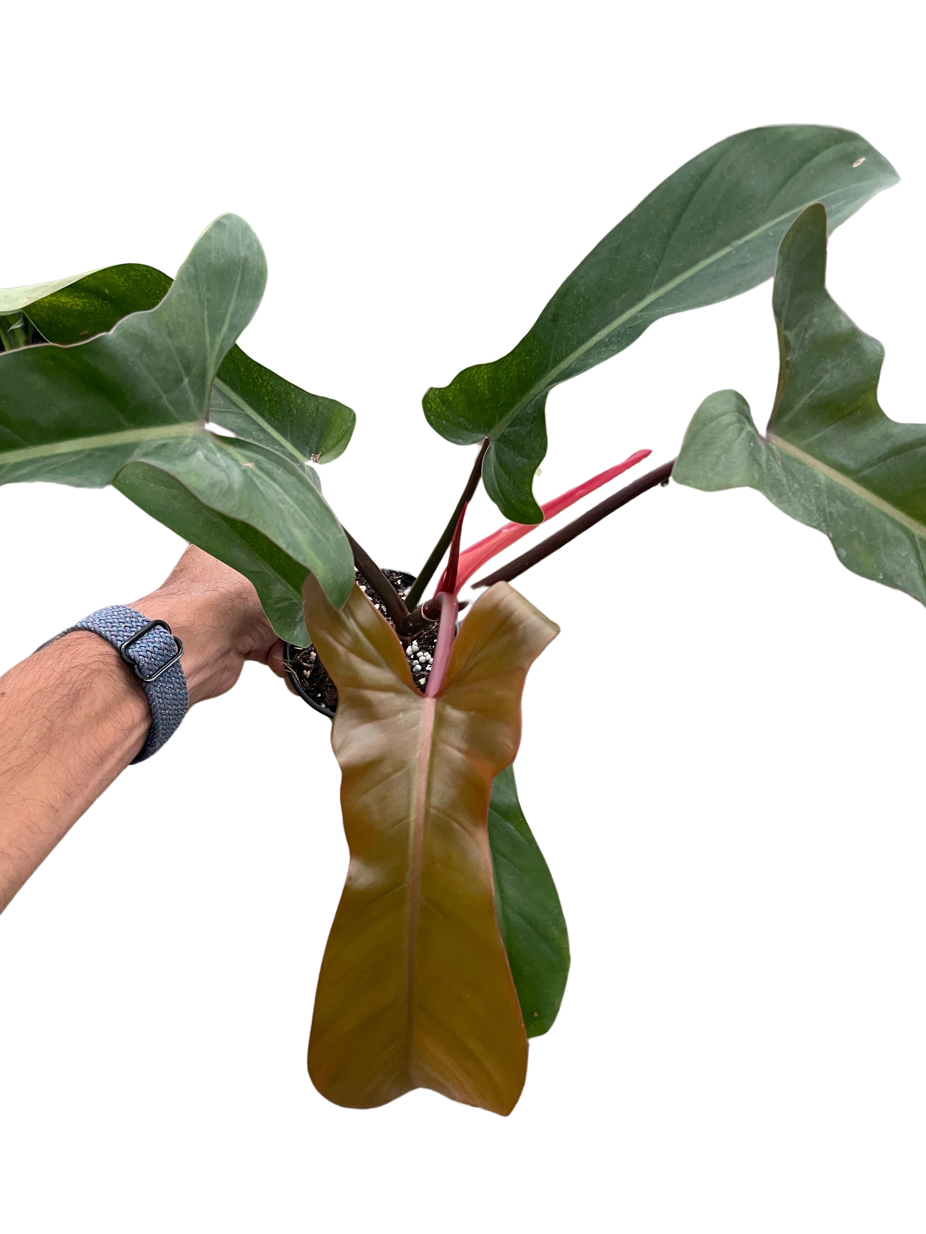 Philodendron 'Florida Bronze' - Holiday Corner