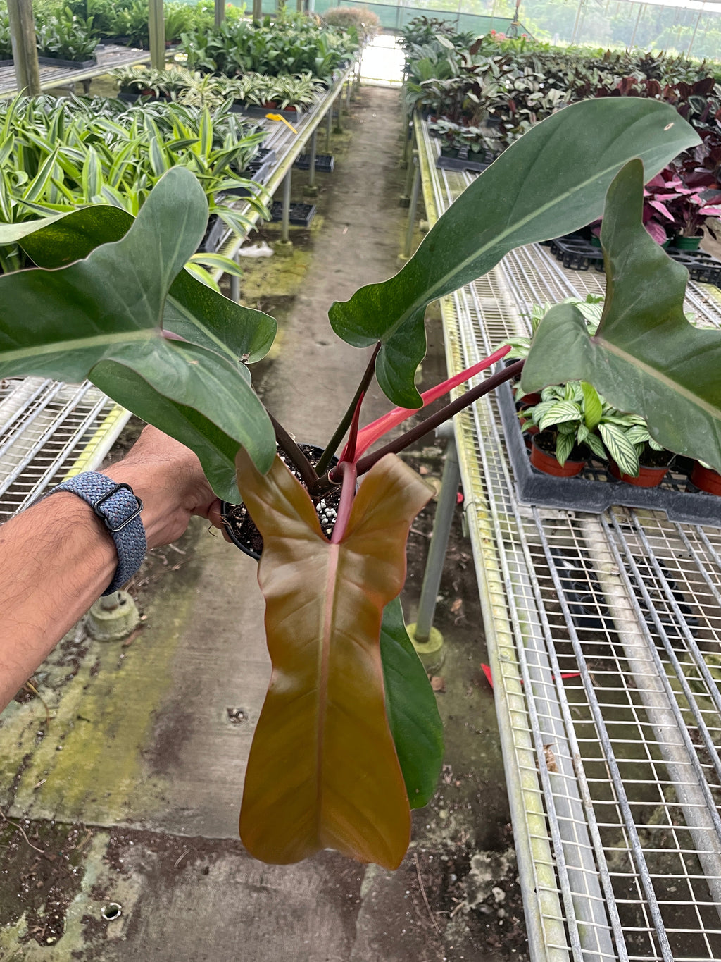 Philodendron 'Florida Bronze' - Holiday Corner