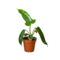 Philodendron 'Florida Green' - Holiday Corner
