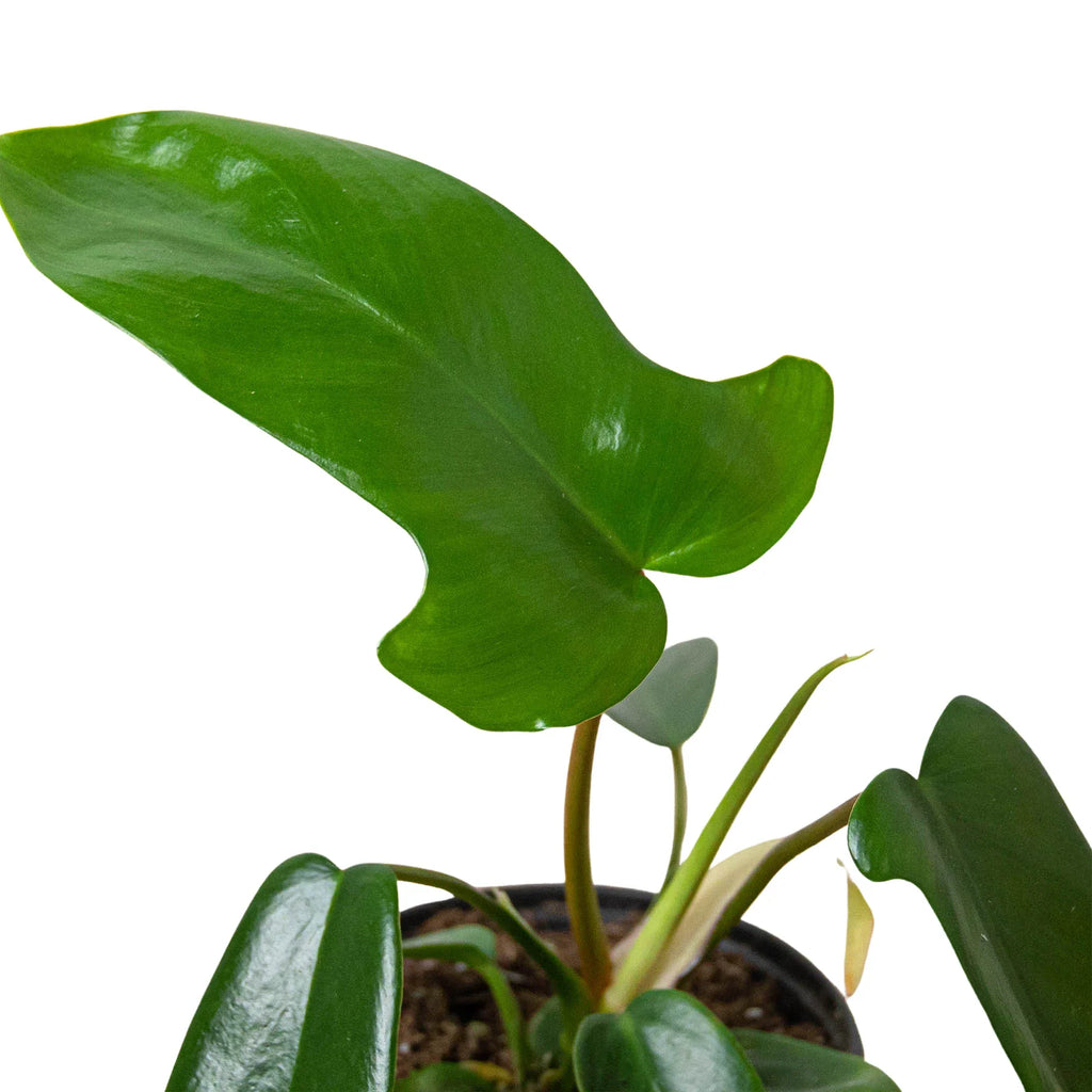 Philodendron 'Florida Green' - Holiday Corner