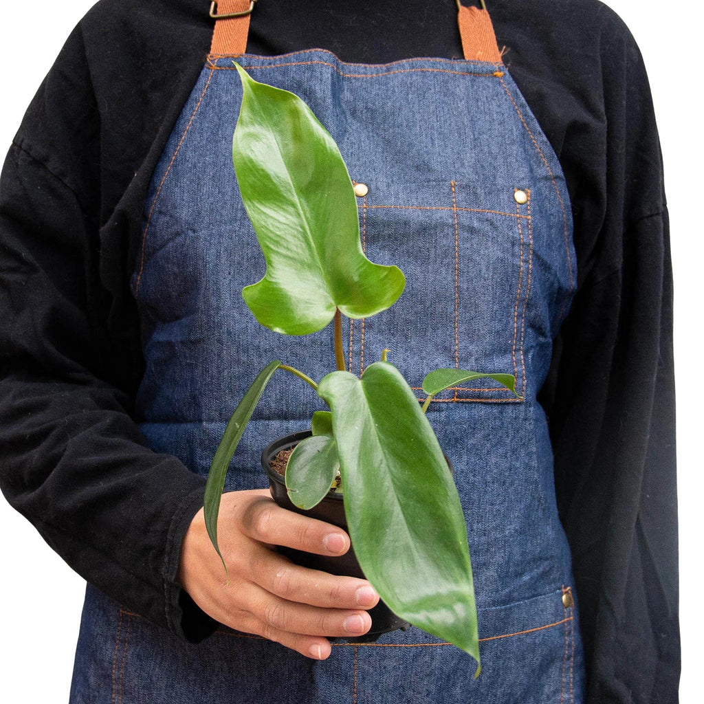 Philodendron 'Florida Green' - Holiday Corner