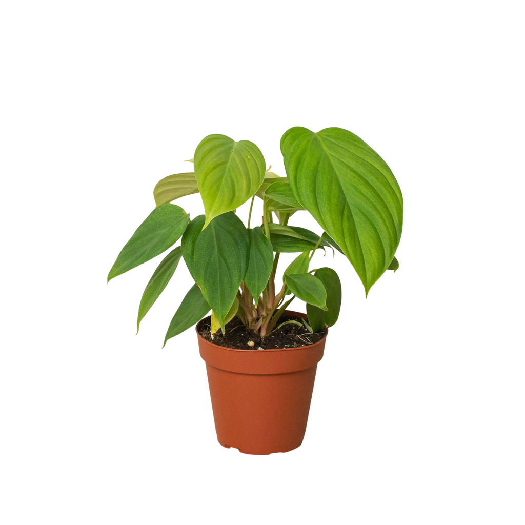 Philodendron 'Fuzzy Petiole' - Holiday Corner