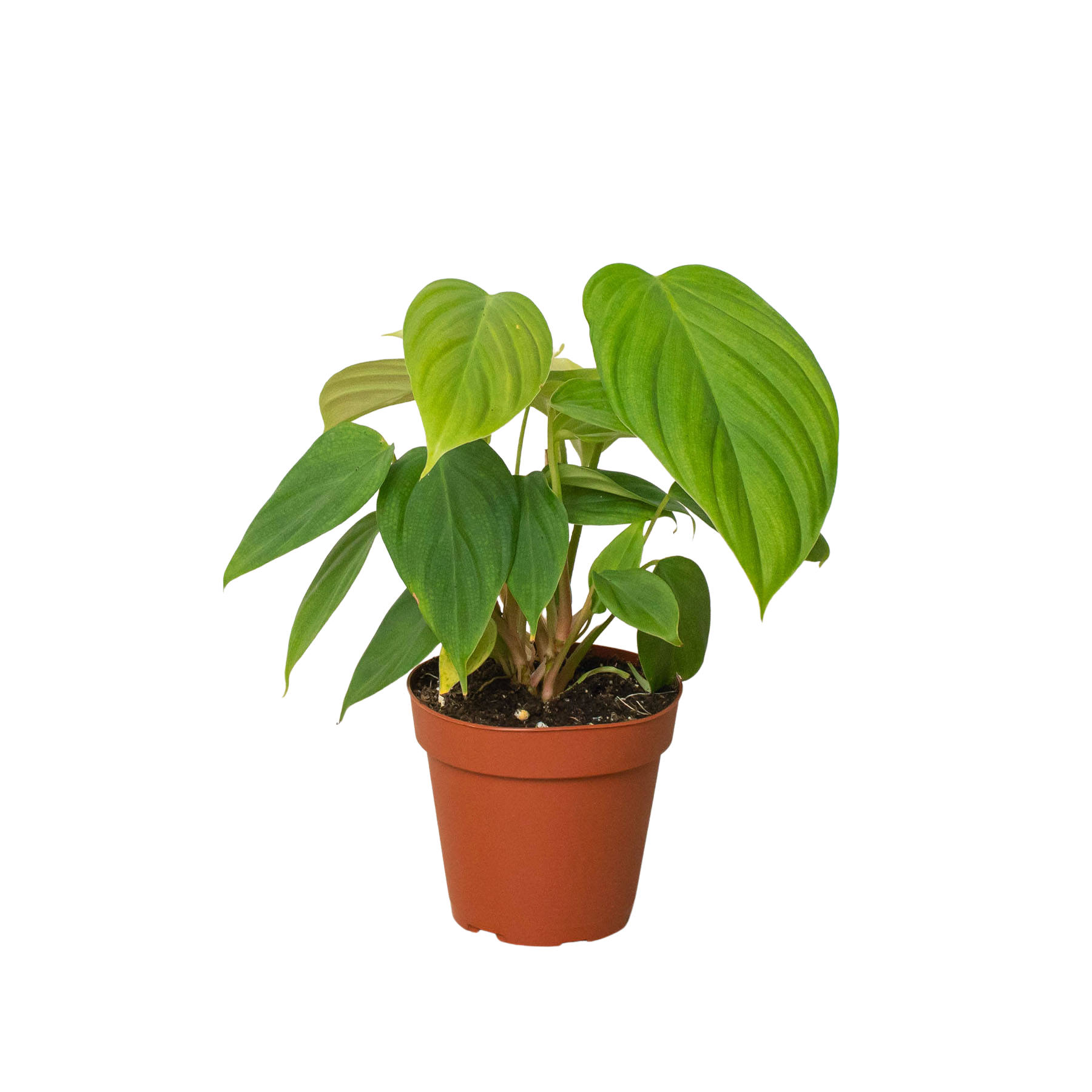 Philodendron 'Fuzzy Petiole' - Holiday Corner