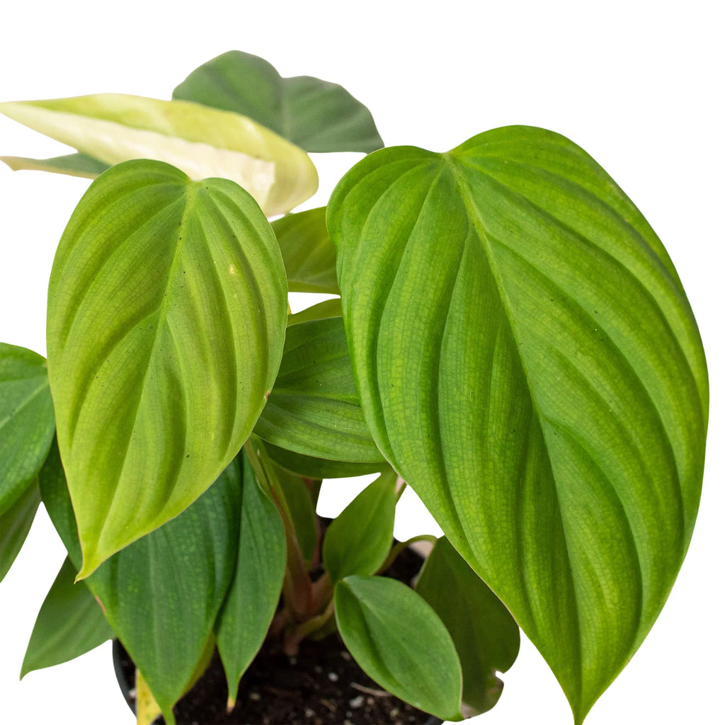Philodendron 'Fuzzy Petiole' - Holiday Corner