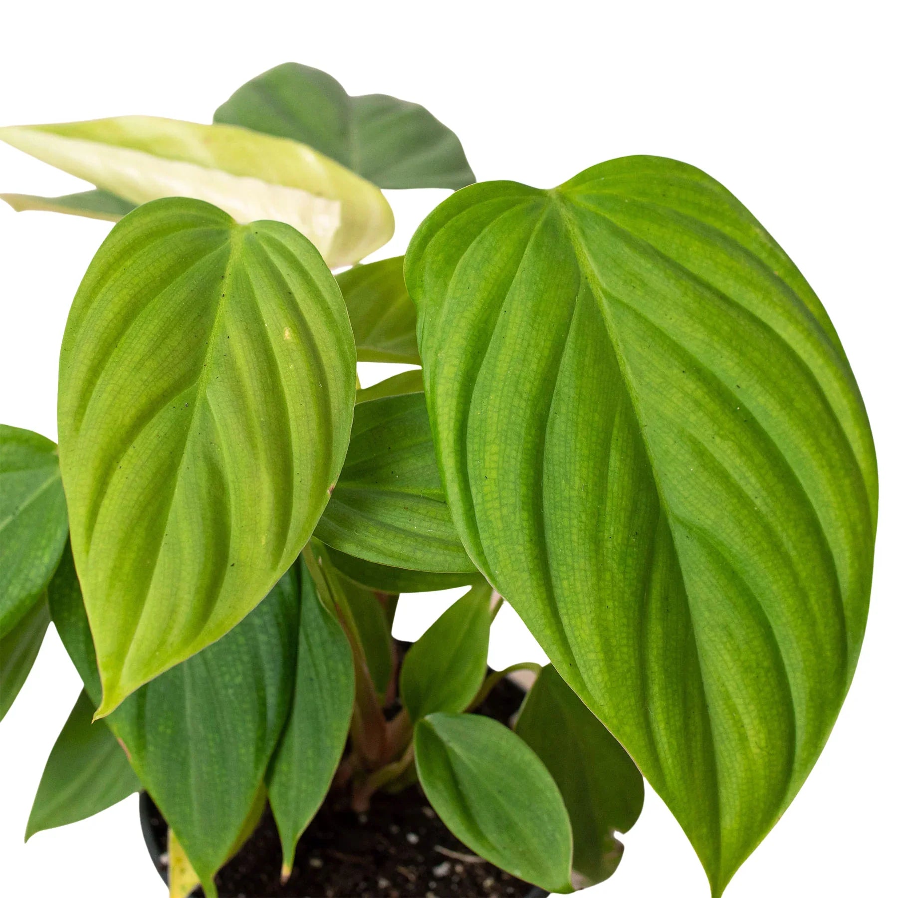 Philodendron 'Fuzzy Petiole' - Holiday Corner