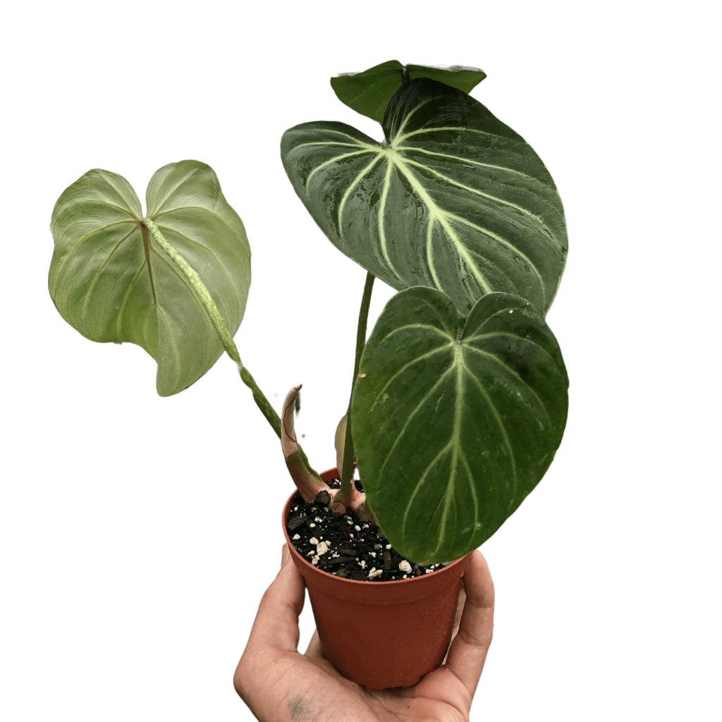 Philodendron Gloriosum - Holiday Corner