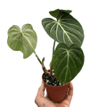 Philodendron Gloriosum - Holiday Corner