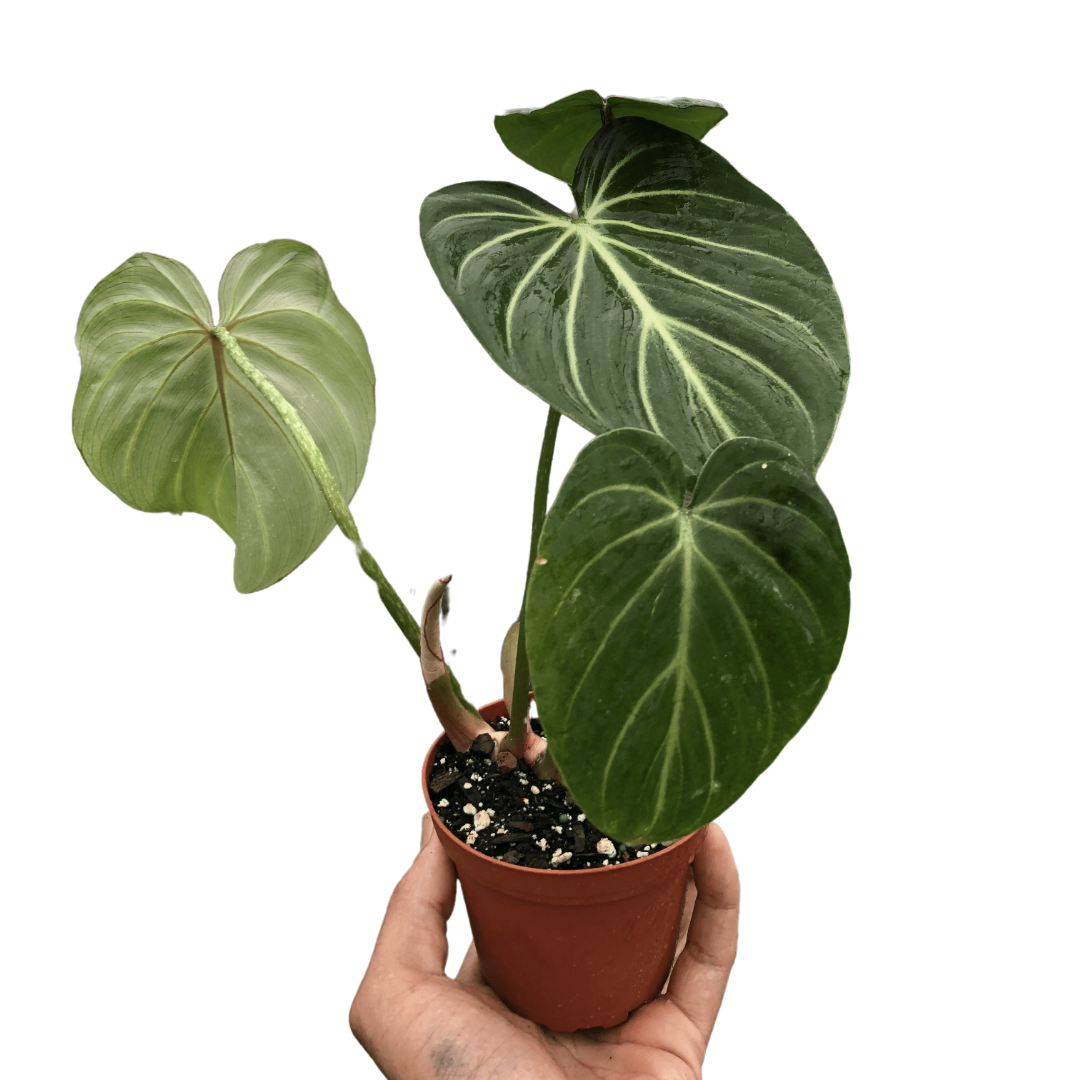 Philodendron Gloriosum - Holiday Corner