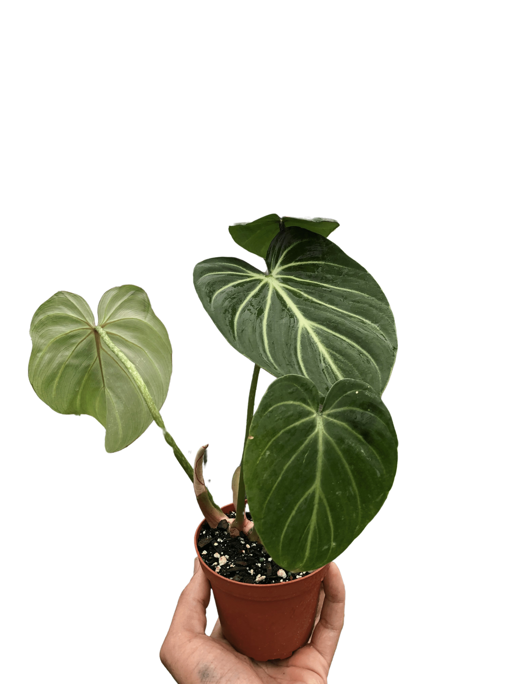 Philodendron Gloriosum - Holiday Corner