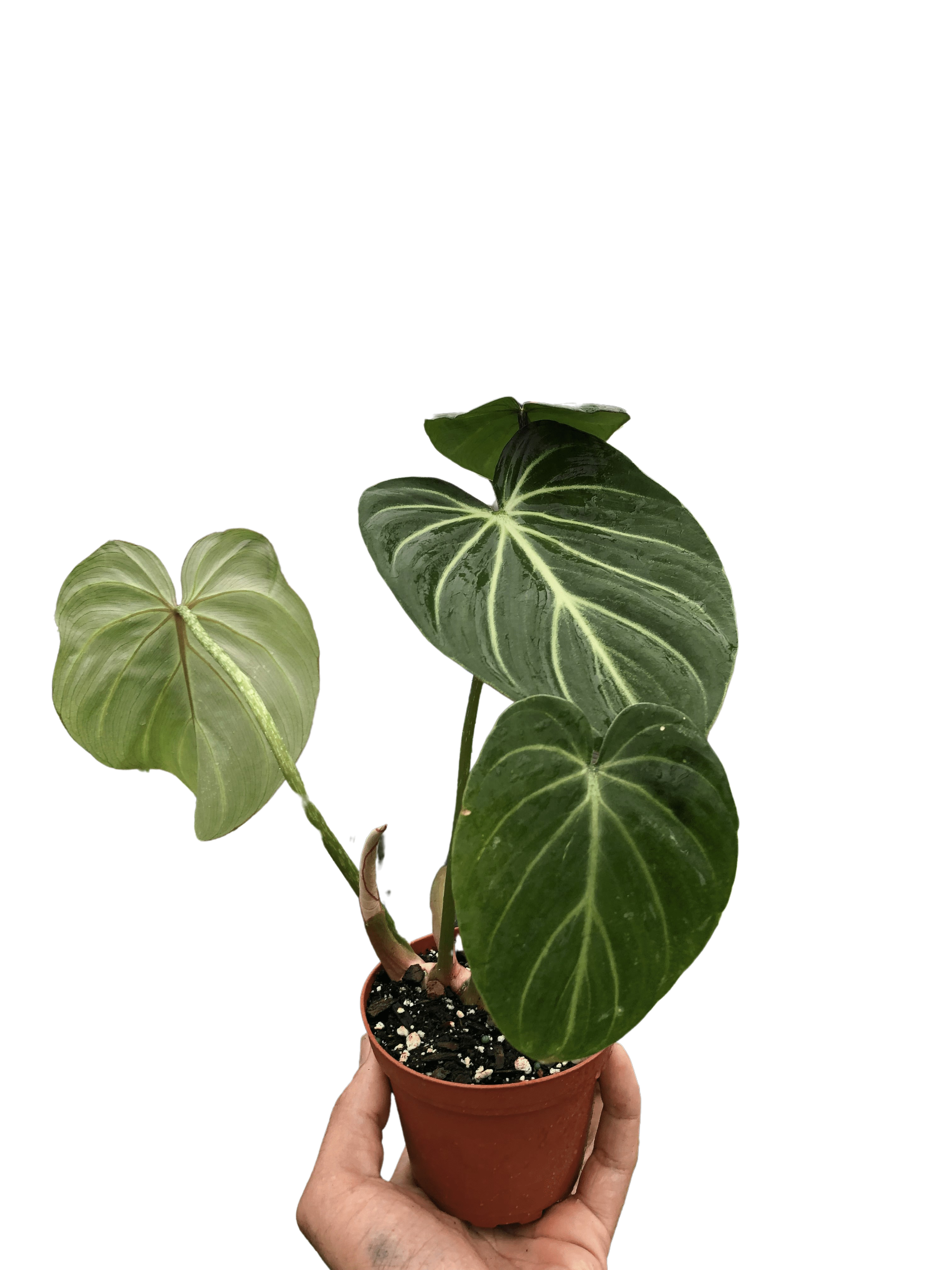 Philodendron Gloriosum - Holiday Corner