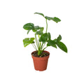 Philodendron 'Goeldii' - Holiday Corner
