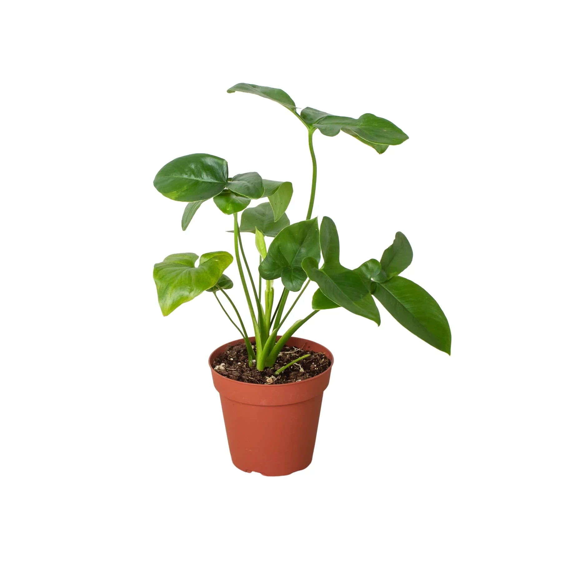 Philodendron 'Goeldii' - Holiday Corner