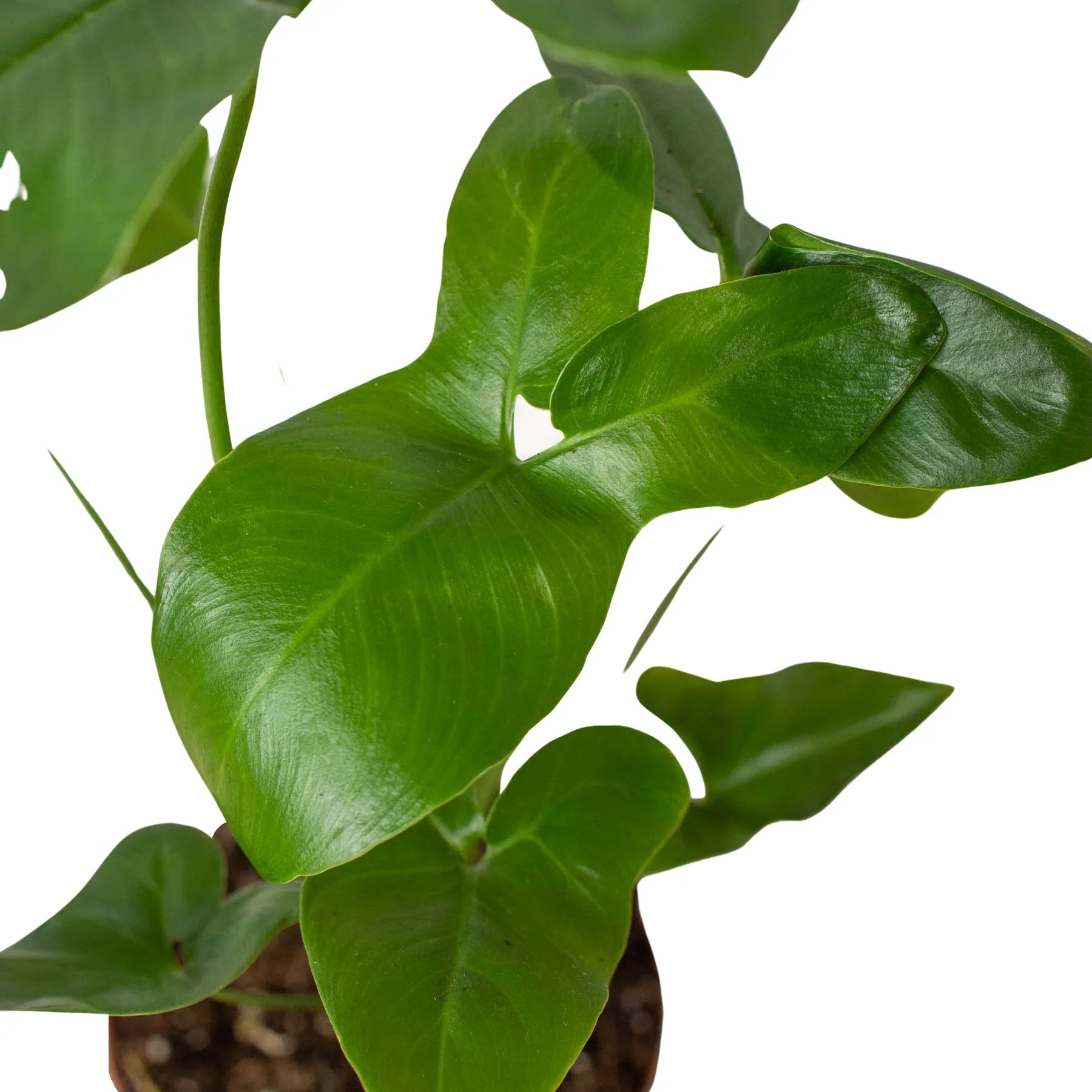 Philodendron 'Goeldii' - Holiday Corner