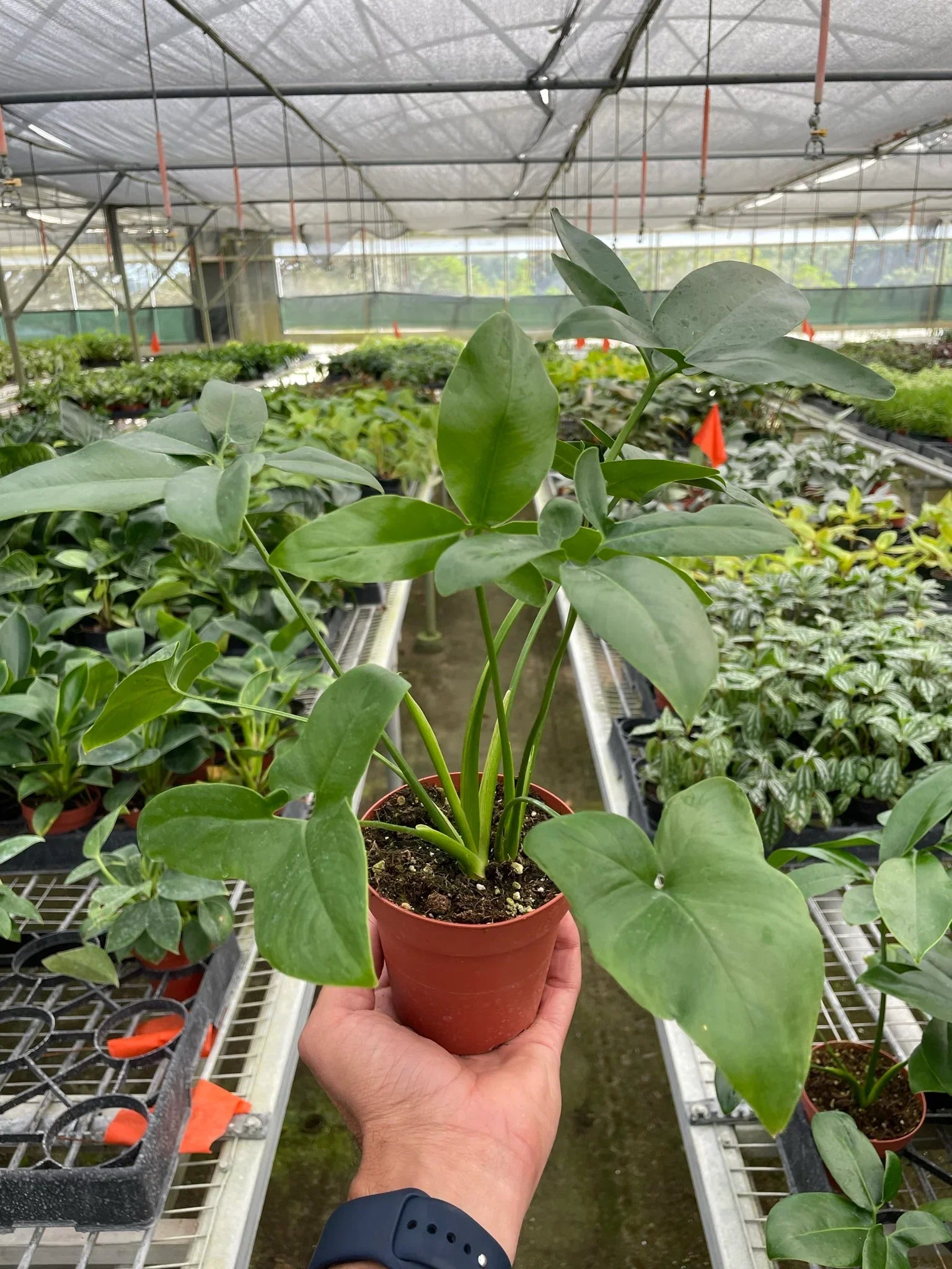 Philodendron 'Goeldii' - Holiday Corner
