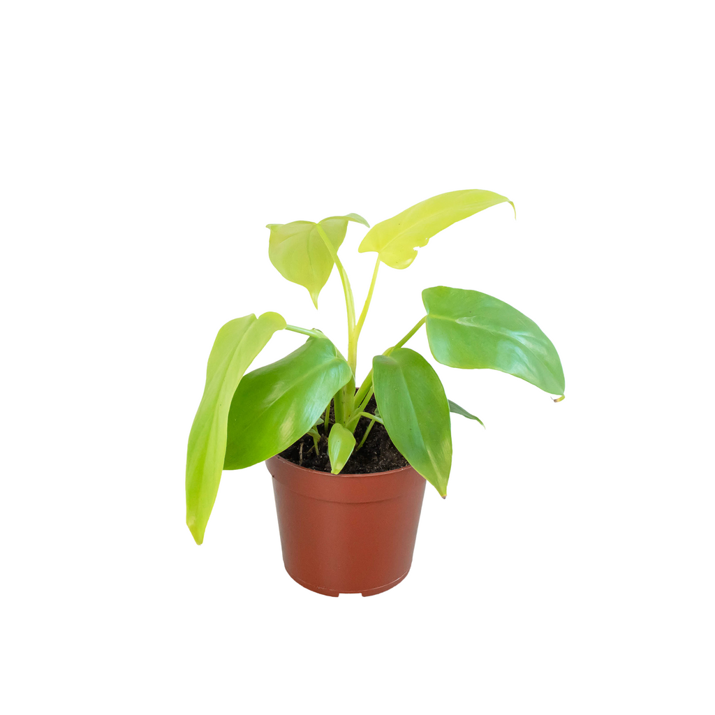 Philodendron 'Gold Violin' - Holiday Corner
