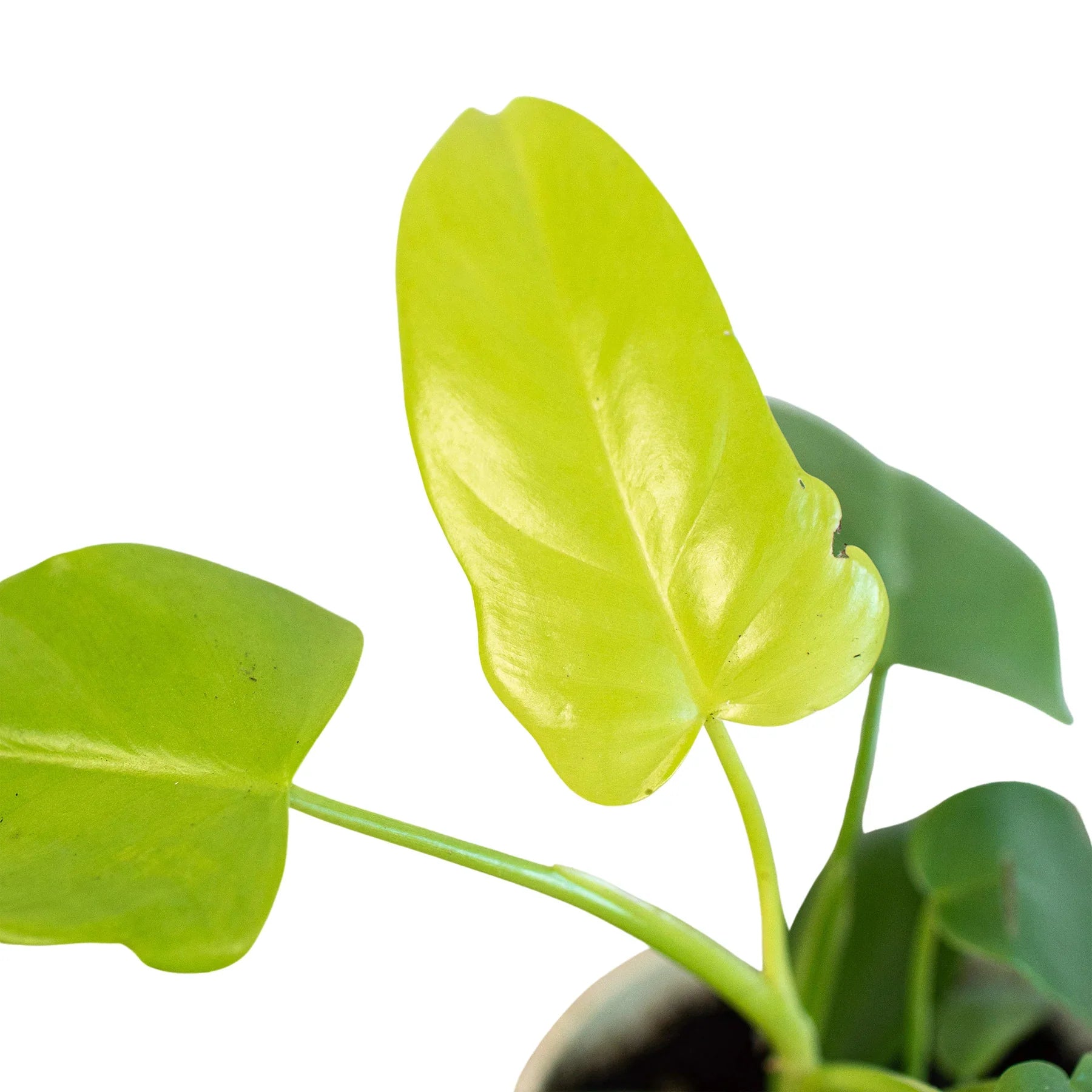 Philodendron 'Gold Violin' - Holiday Corner