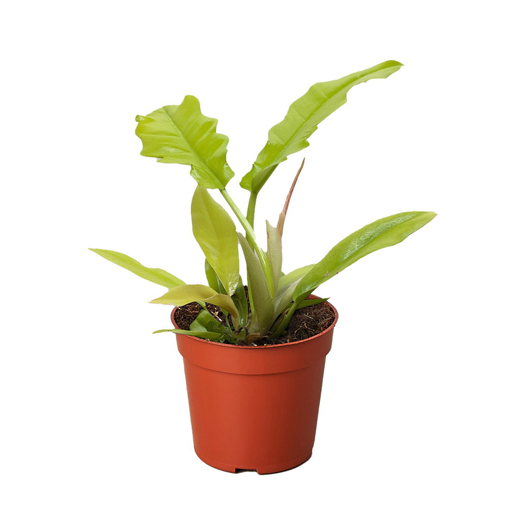 Philodendron 'Golden Crocodile' - Holiday Corner