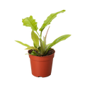 Philodendron 'Golden Crocodile' - Holiday Corner