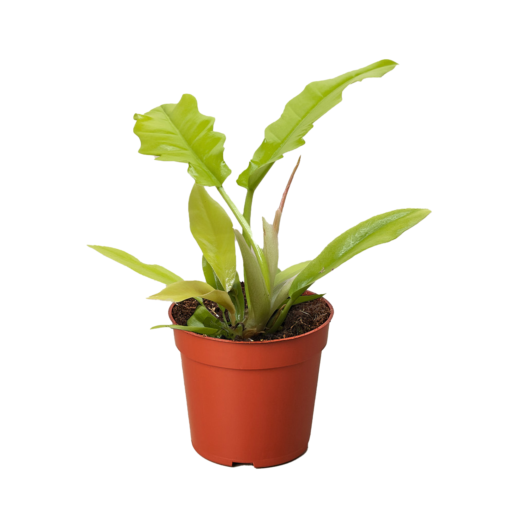 Philodendron 'Golden Crocodile' - Holiday Corner