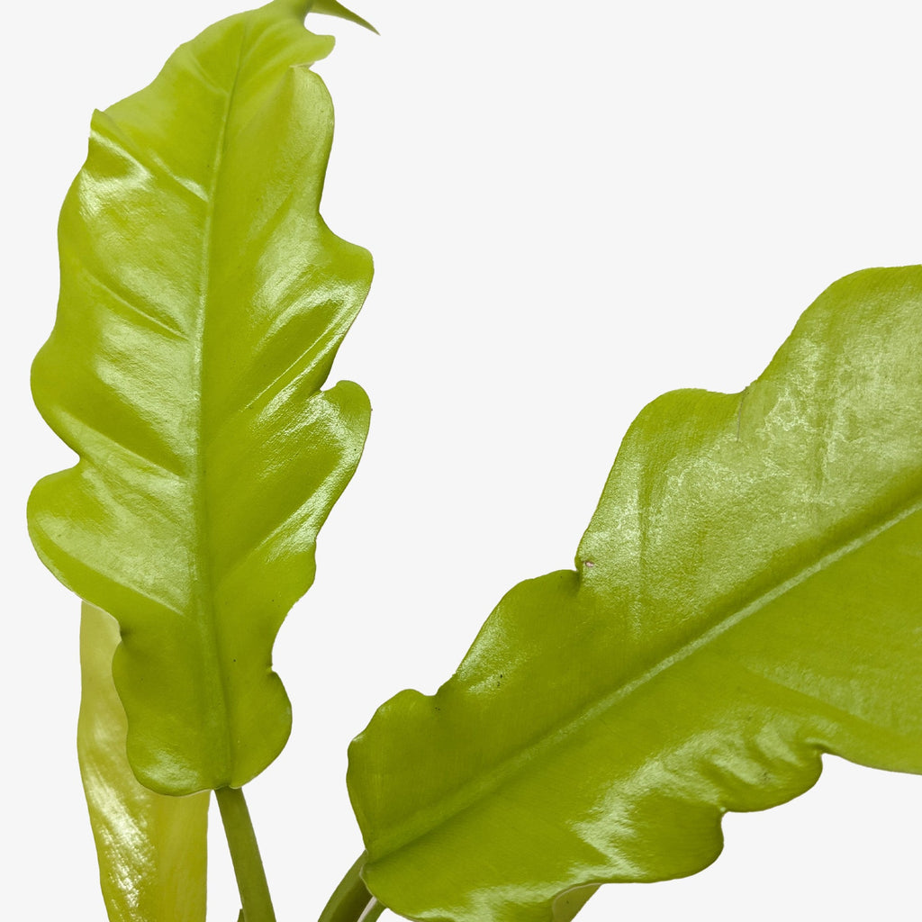 Philodendron 'Golden Crocodile' - Holiday Corner