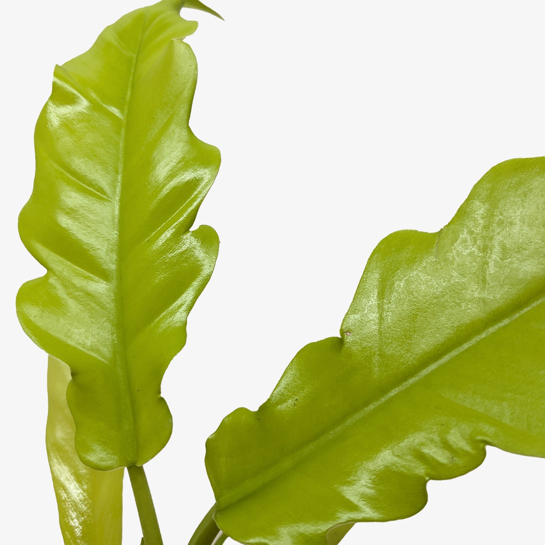 Philodendron 'Golden Crocodile' - Holiday Corner