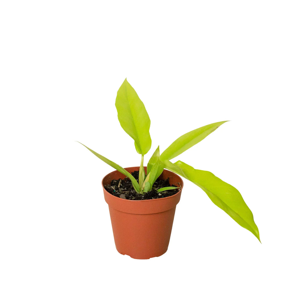 Philodendron 'Ring of Fire Gold' - Holiday Corner