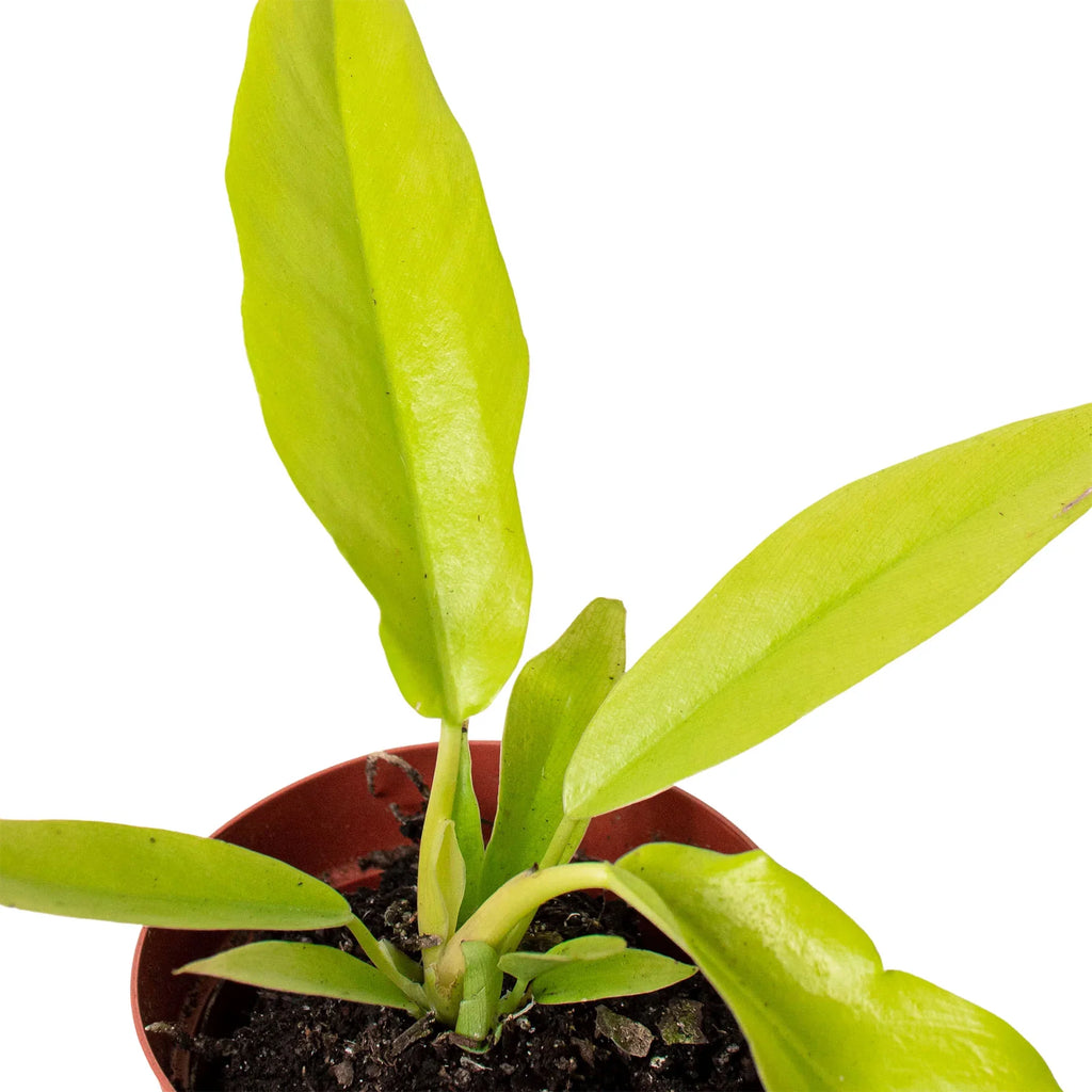 Philodendron 'Ring of Fire Gold' - Holiday Corner