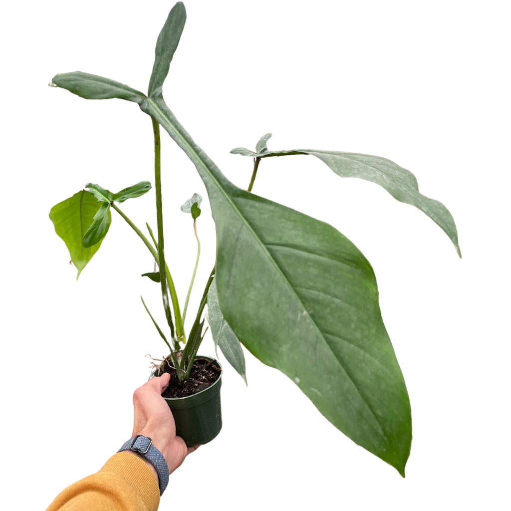Philodendron 'Joepii' - Holiday Corner