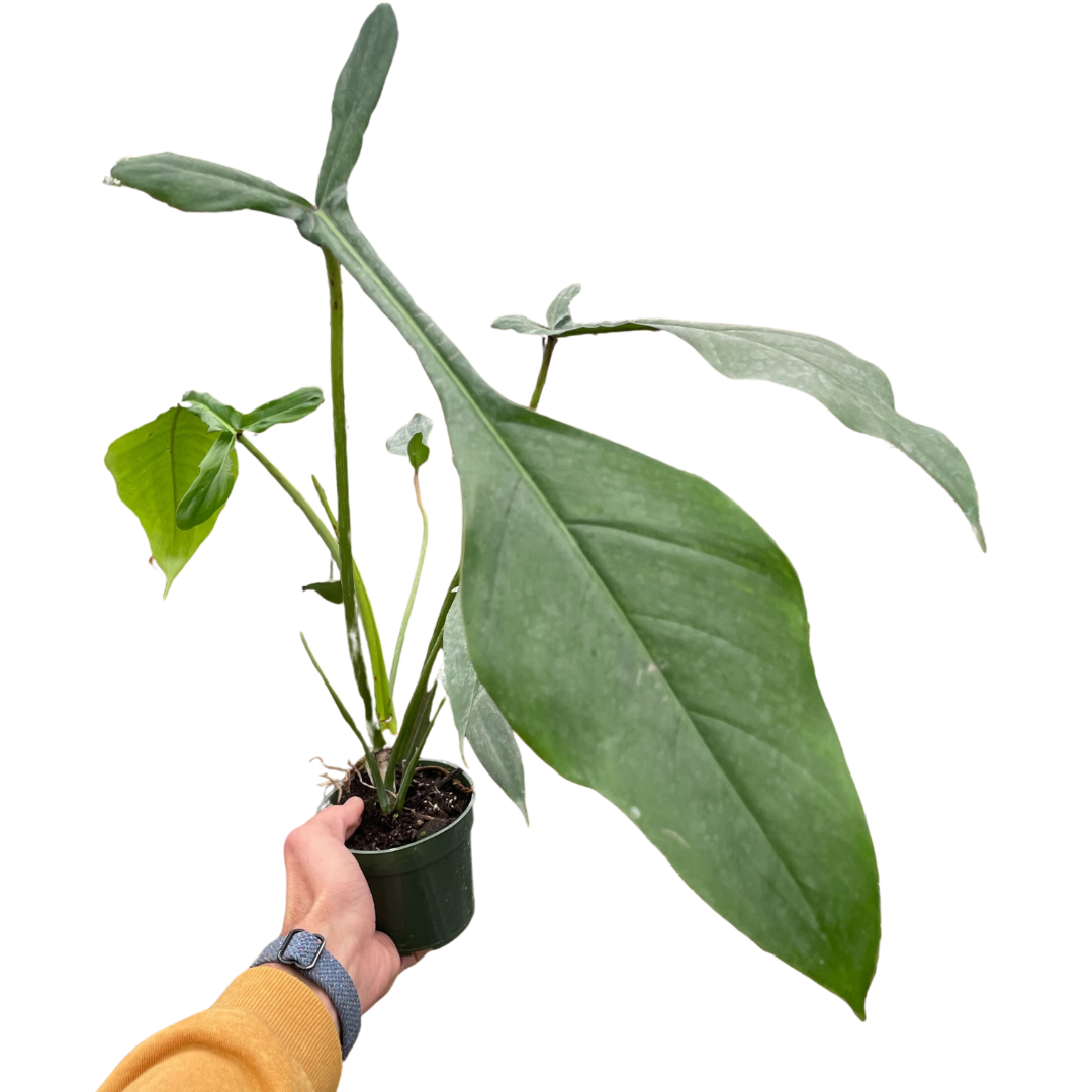 Philodendron 'Joepii' - Holiday Corner
