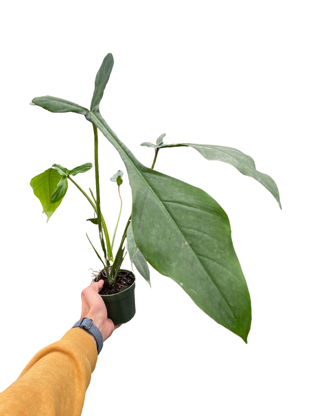 Philodendron 'Joepii' - Holiday Corner