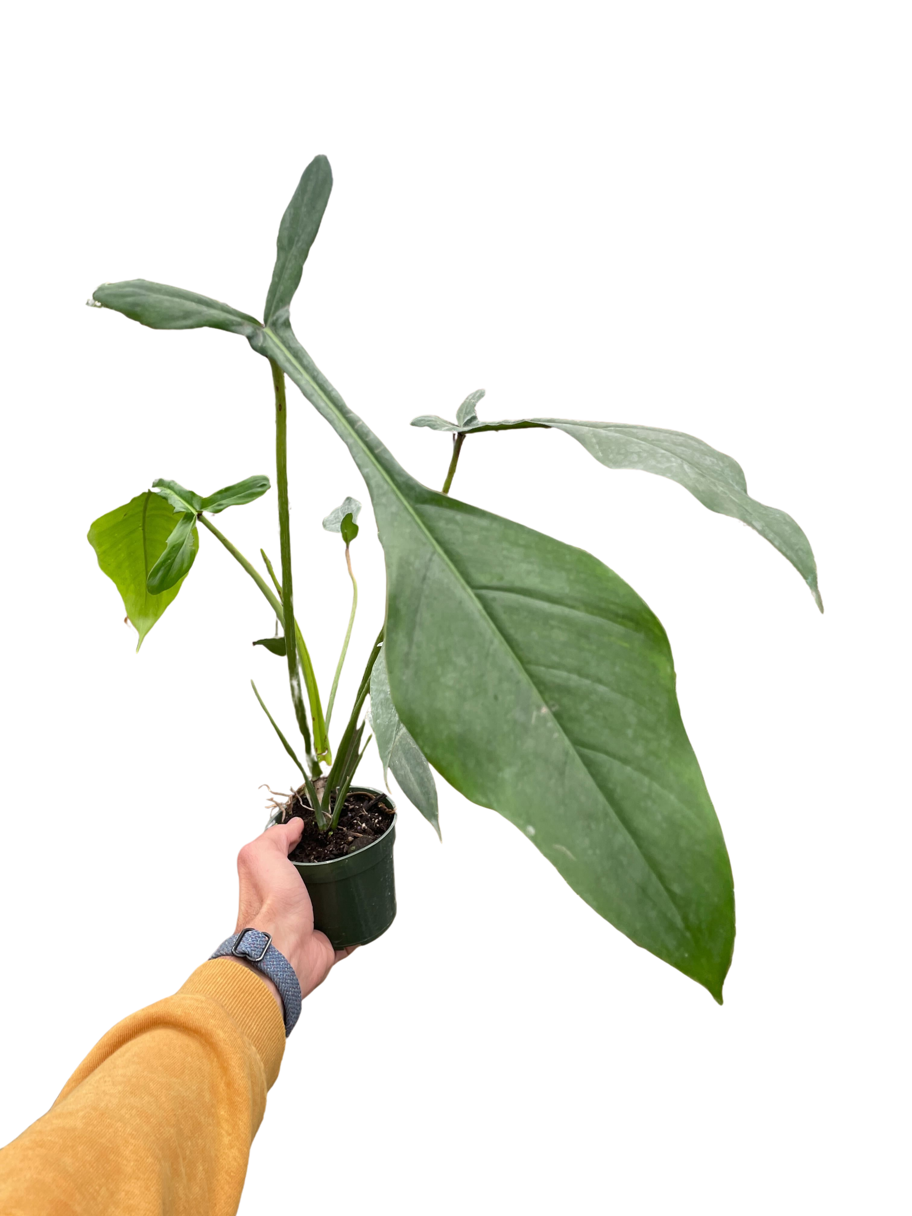 Philodendron 'Joepii' - Holiday Corner