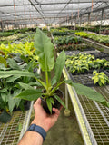 Philodendron 'Jungle Boogie' - Holiday Corner