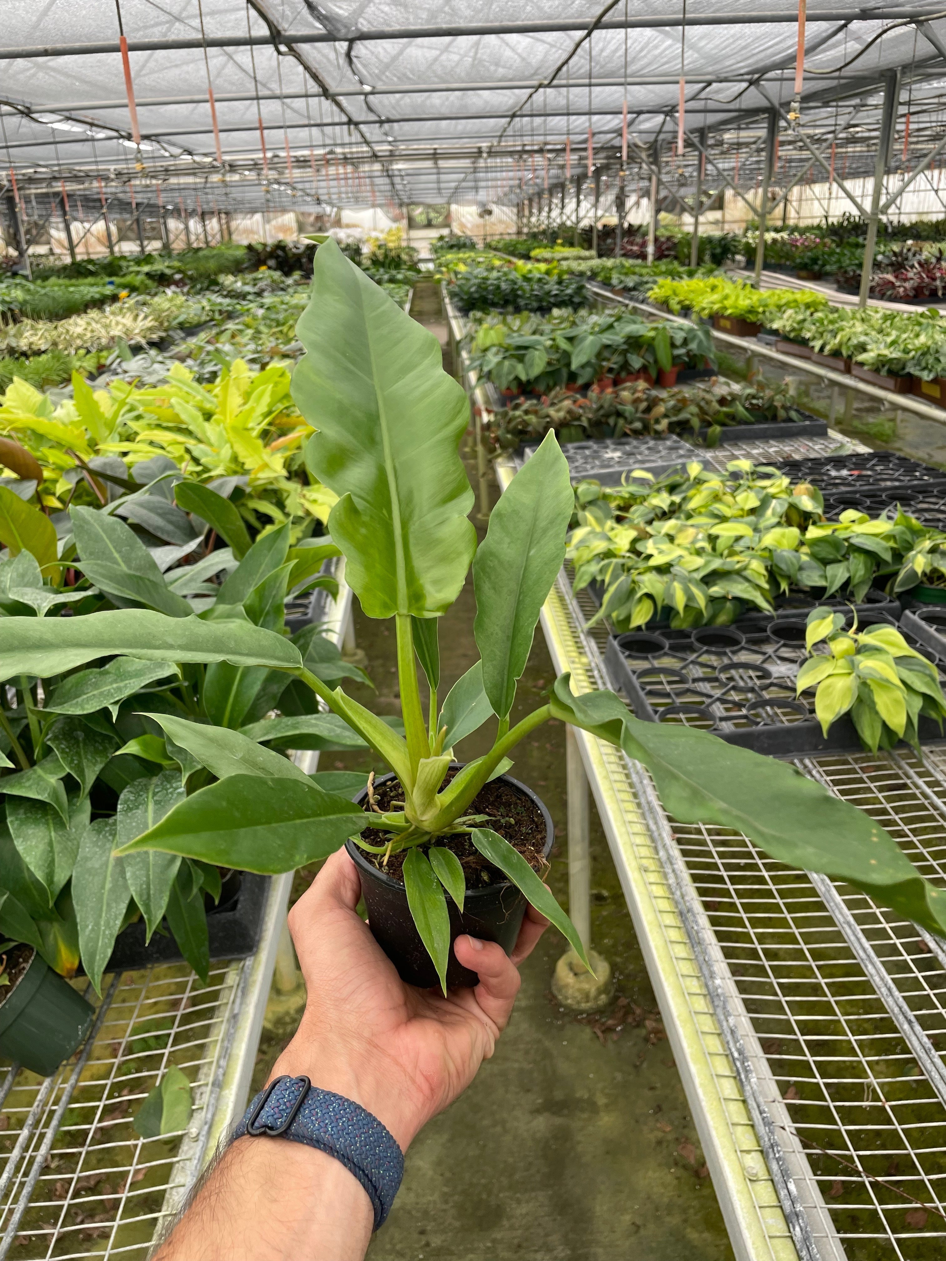 Philodendron 'Jungle Boogie' - Holiday Corner