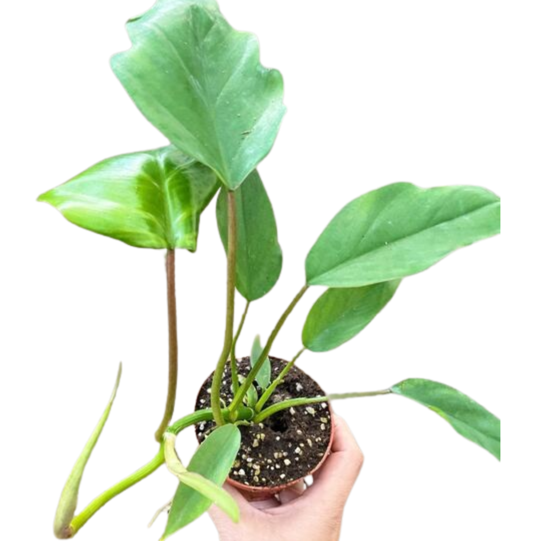Philodendron Mayoi - Holiday Corner