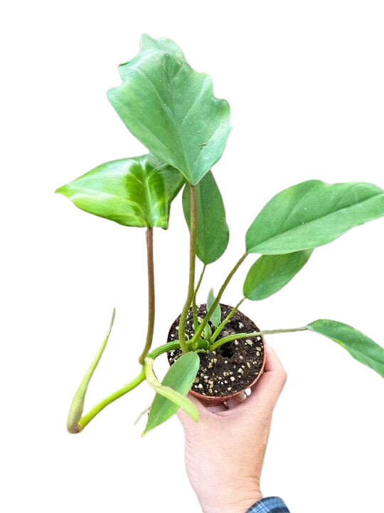 Philodendron Mayoi - Holiday Corner