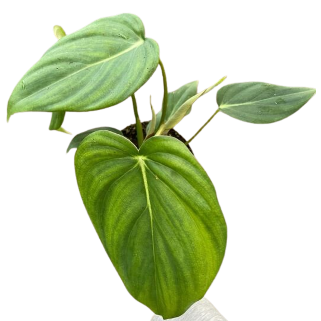 Philodendron 'Mcdowell' - Holiday Corner