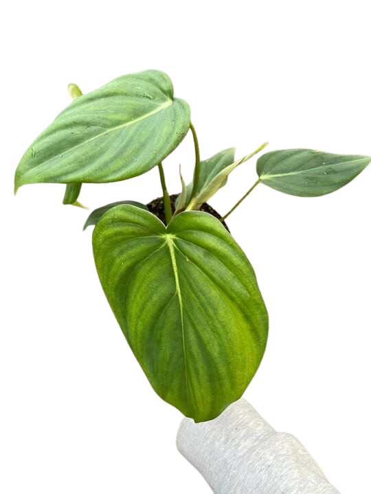 Philodendron 'Mcdowell' - Holiday Corner
