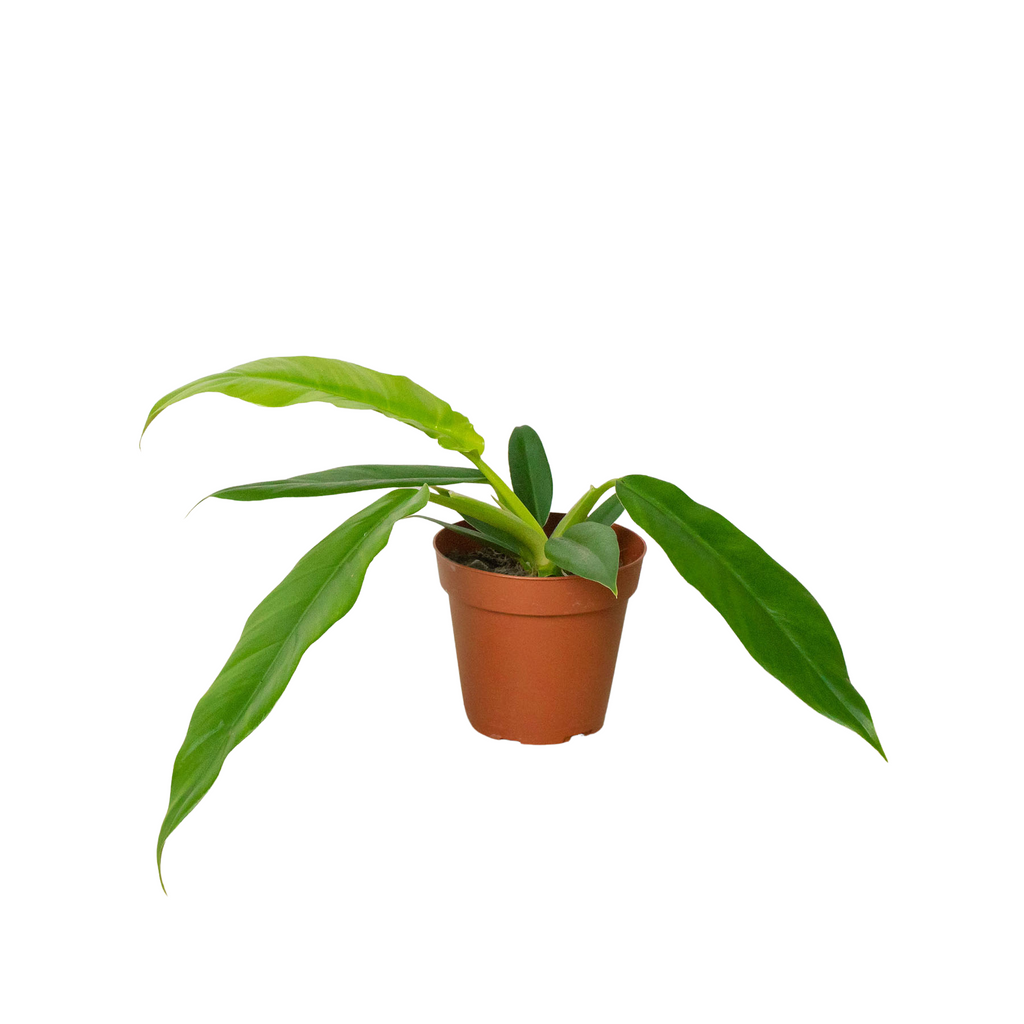 Philodendron 'Narrow Escape' - Holiday Corner