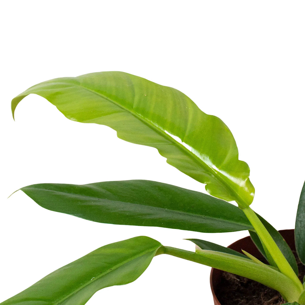 Philodendron 'Narrow Escape' - Holiday Corner