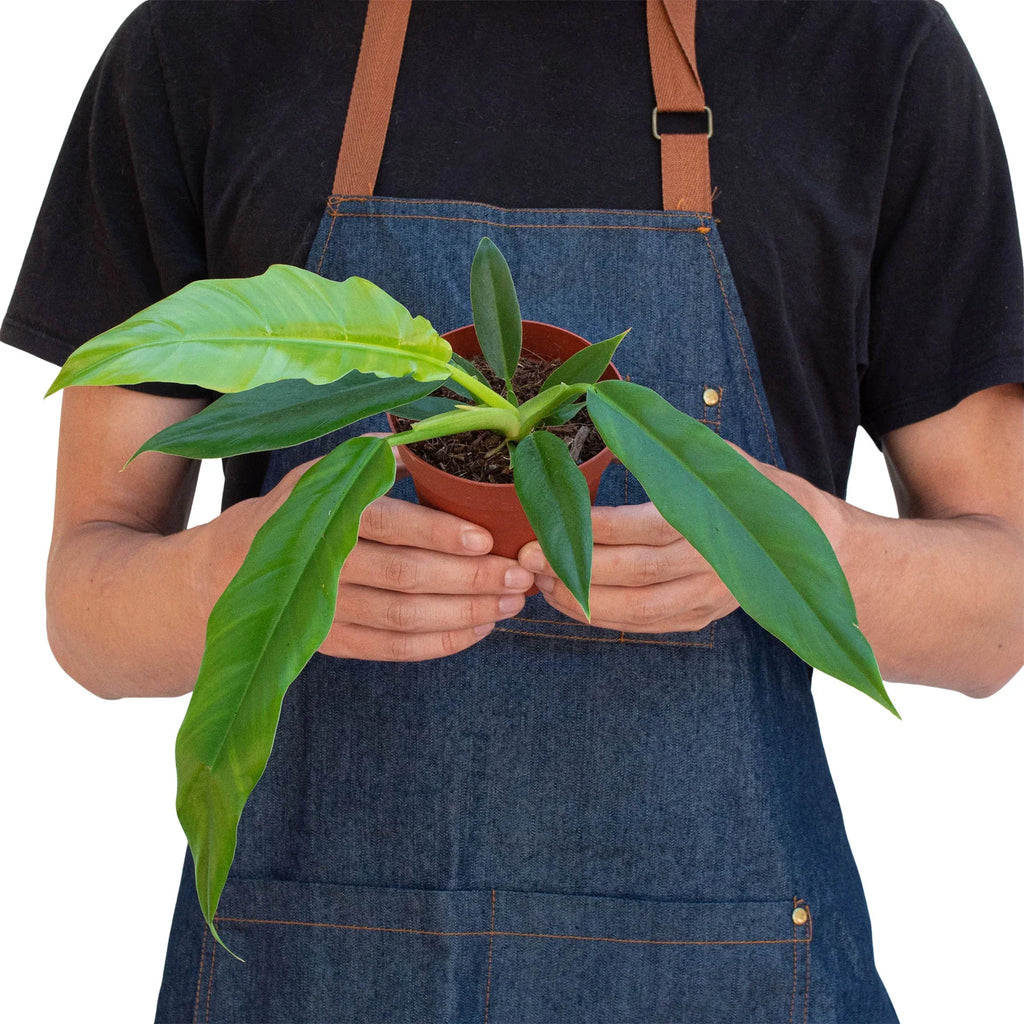Philodendron 'Narrow Escape' - Holiday Corner