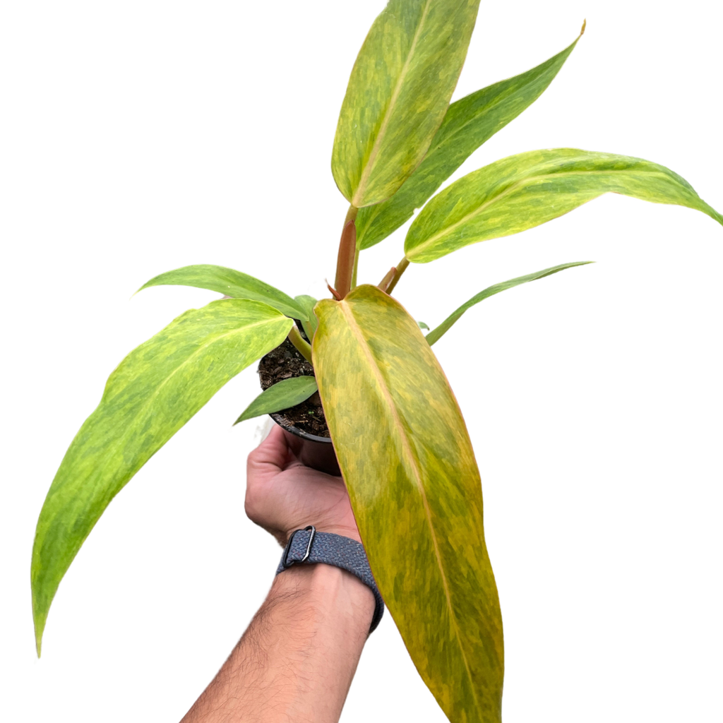 Philodendron 'Orange Marmalade' - Holiday Corner