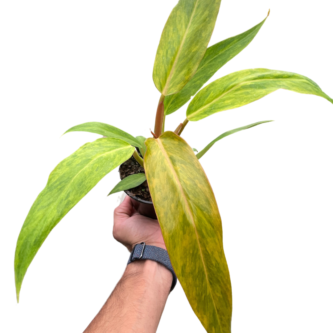 Philodendron 'Orange Marmalade' - Holiday Corner