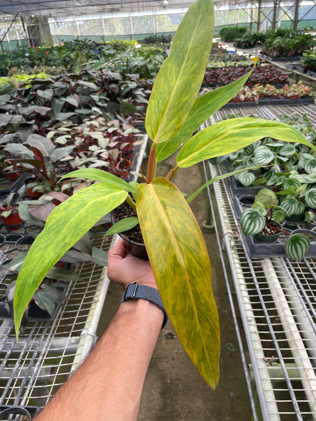 Philodendron 'Orange Marmalade' - Holiday Corner