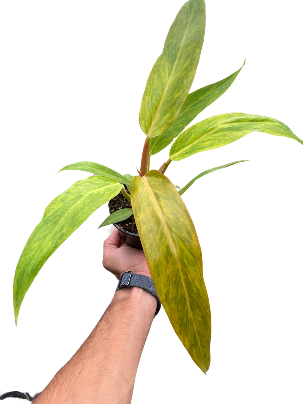 Philodendron 'Orange Marmalade' - Holiday Corner