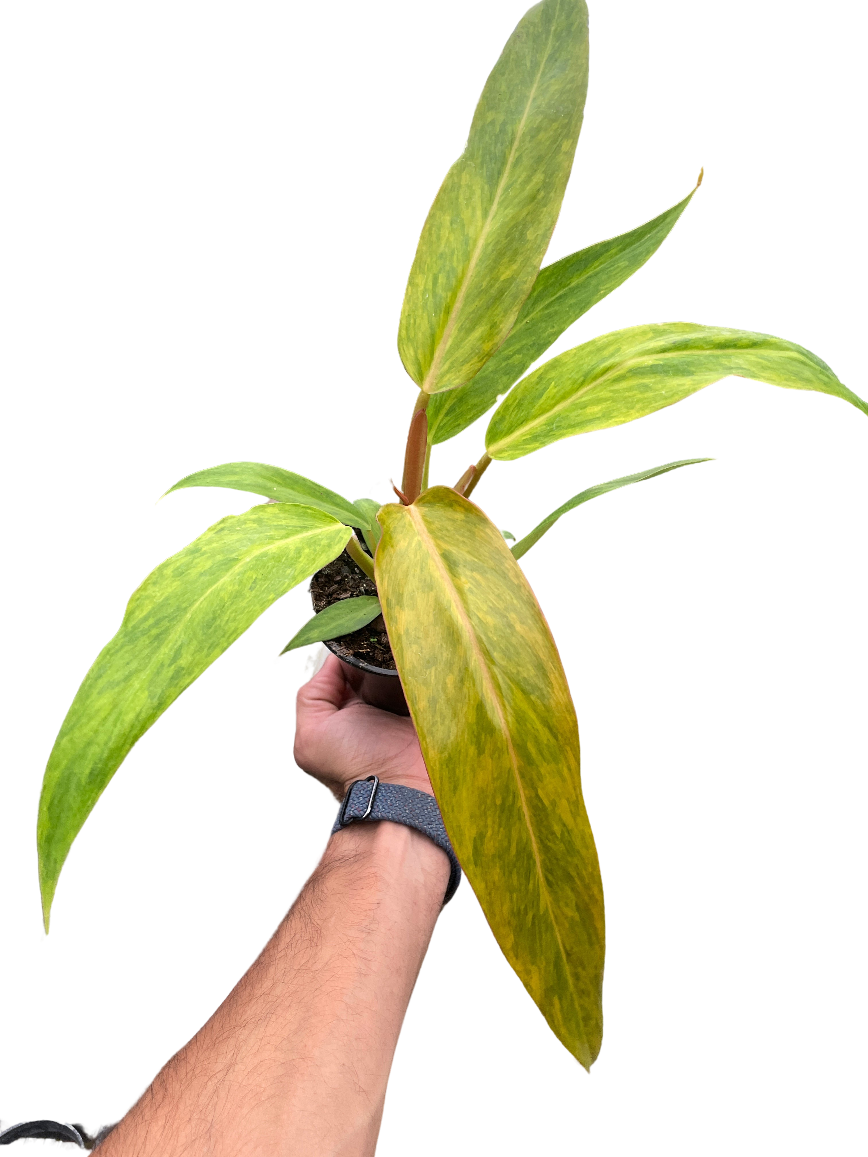 Philodendron 'Orange Marmalade' - Holiday Corner