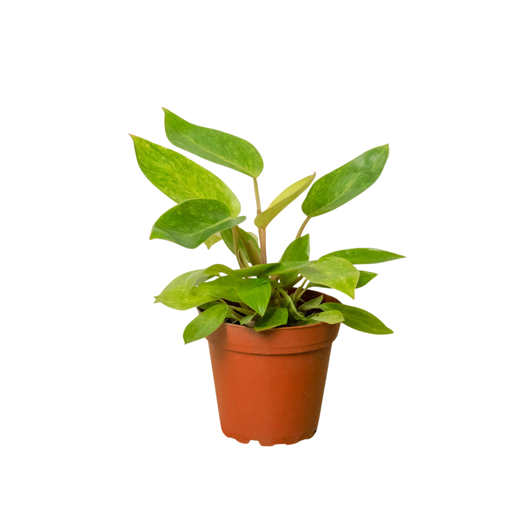 Philodendron 'Painted Lady' - Holiday Corner